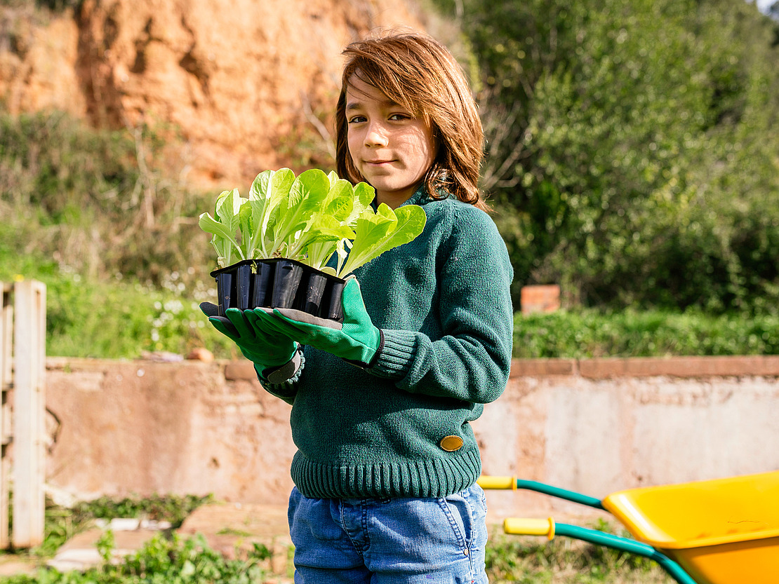 Junge pflanzt Salat