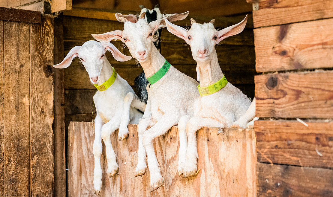 3 Ziegen schauen aus dem Stall
