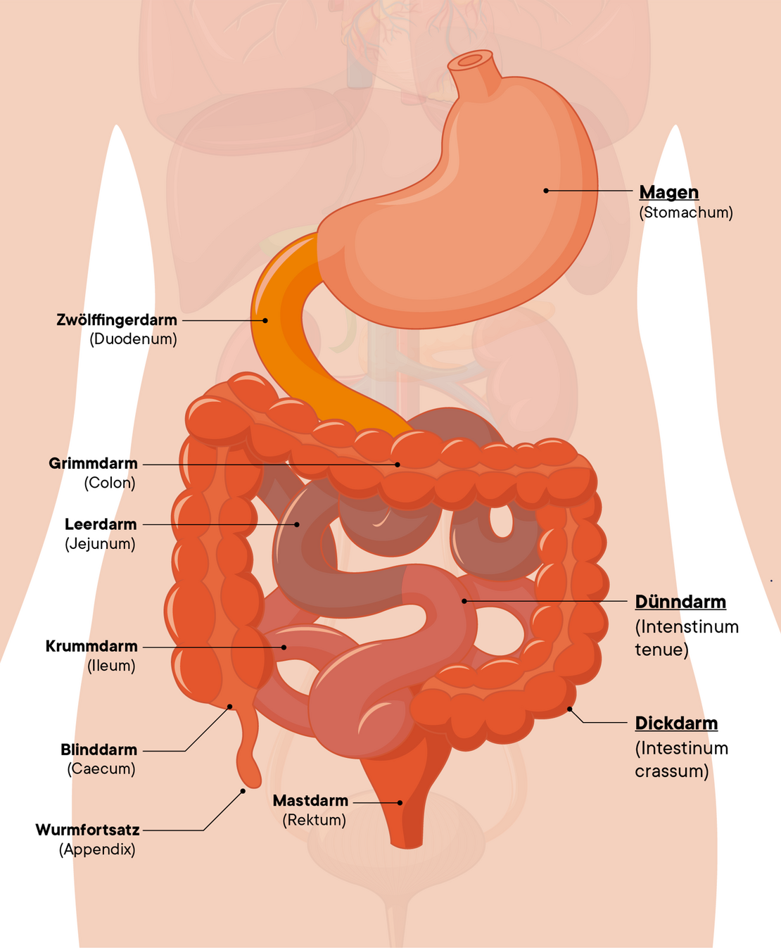 Illustration innere Organe des Verdauungstraktes
