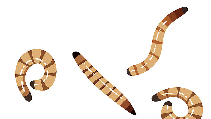 Illustration von fünf Mehlwürmern in verschiedenen Positionen auf weißem Hintergrund; die Würmer sind hellbraun mit dunkleren gebogenen Spitzen und Bändern entlang ihrer segmentierten Körper.