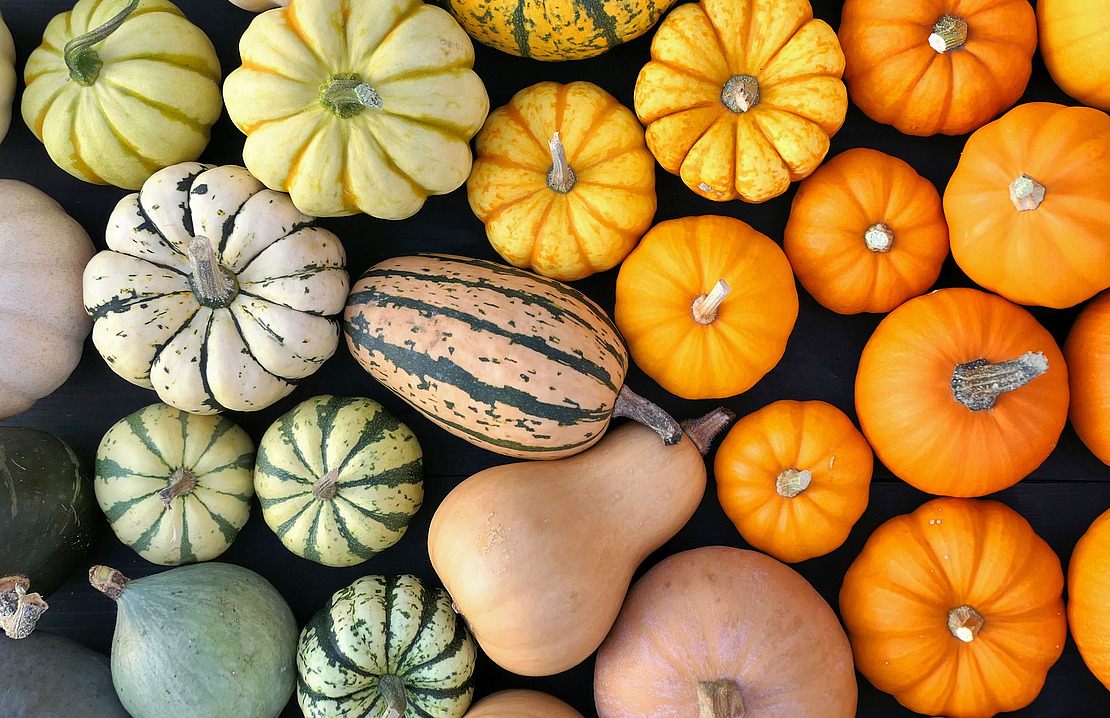 Ein Sortiment von Kürbissen und Kürbissen in verschiedenen Formen, Größen und Farben, die auf einer ebenen Fläche angeordnet sind. In der oberen rechten Ecke befindet sich eine Sprechblase mit dem Text "MACH ES!" und einem Häkchensymbol.