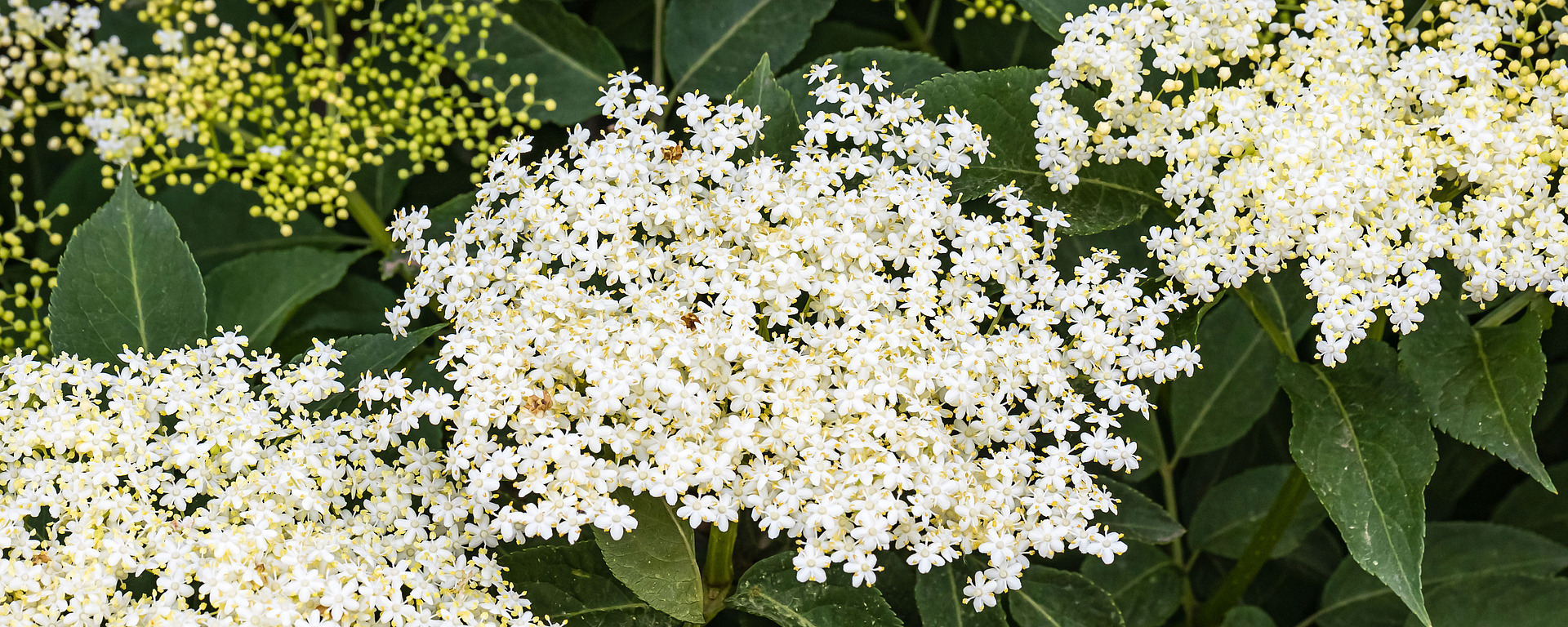 Holunderblüten