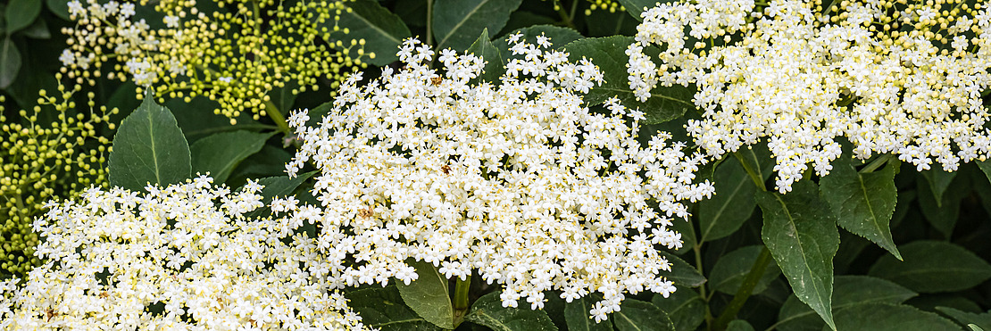 Holunderblüten