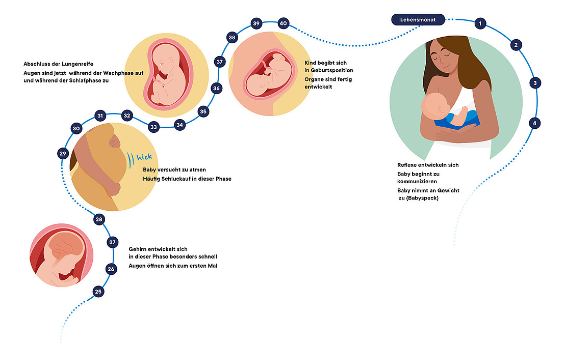Eine Zeitleiste veranschaulicht die Entwicklung eines Babys von der 25sten Schwangerschaftswoche bis zum Säuglingsalter und zeigt wichtige Phasen wie das Wachstum des Fötus, die Entwicklung der Sinne und das Stillen des Neugeborenen. Der deutsche Text erklärt die Meilensteine der einzelnen Phasen.