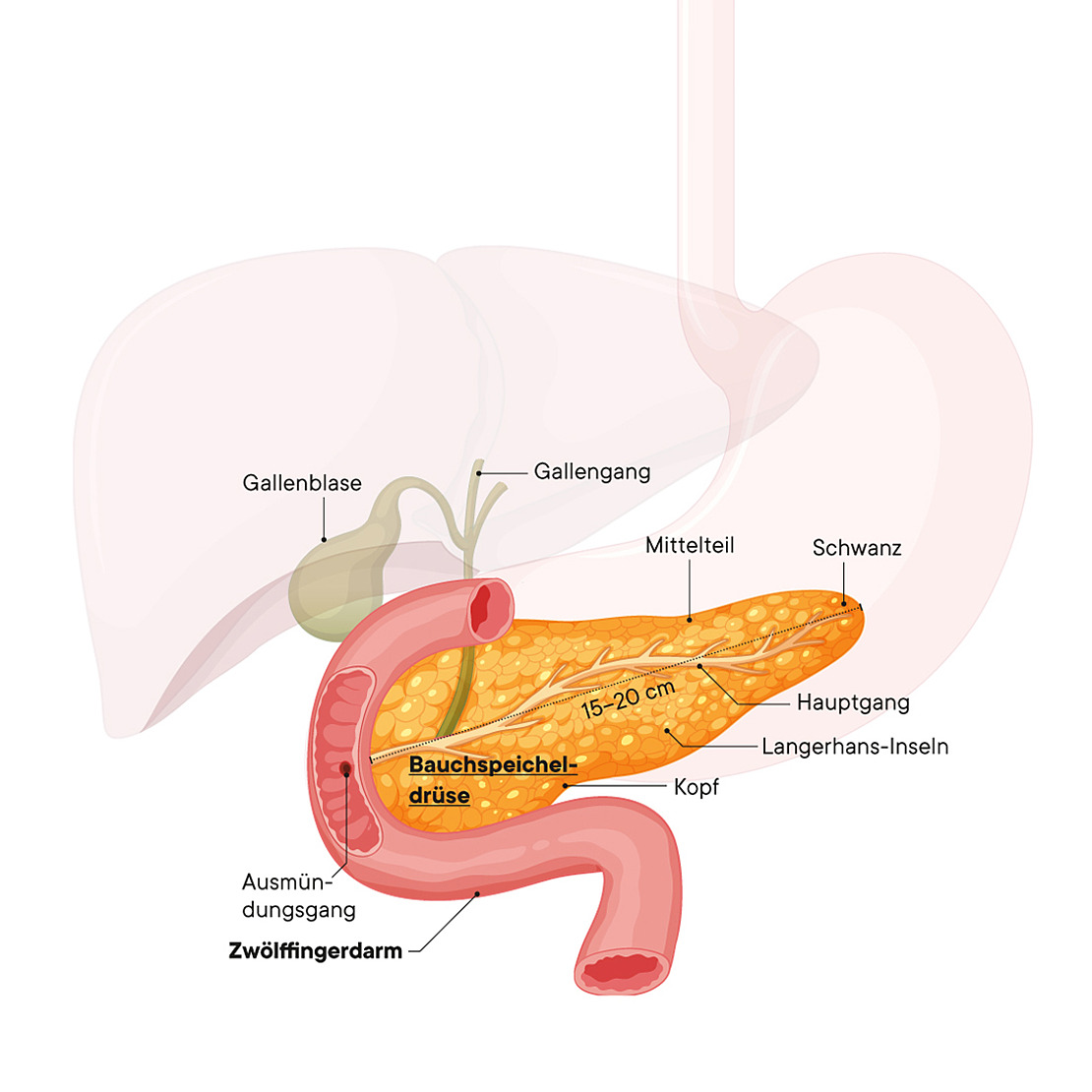Diagramm der menschlichen Bauchspeicheldrüse und der umgebenden Organe, beschriftet in deutscher Sprache. Die Bauchspeicheldrüse ist gelb-orange dargestellt, mit beschrifteten Abschnitten und Gängen, neben Leber, Gallenblase und einem Teil des Darms.