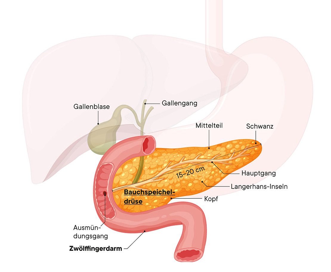 Diagramm der menschlichen Bauchspeicheldrüse und der umgebenden Organe, beschriftet in deutscher Sprache. Die Bauchspeicheldrüse ist gelb-orange dargestellt, mit beschrifteten Abschnitten und Gängen, neben Leber, Gallenblase und einem Teil des Darms.