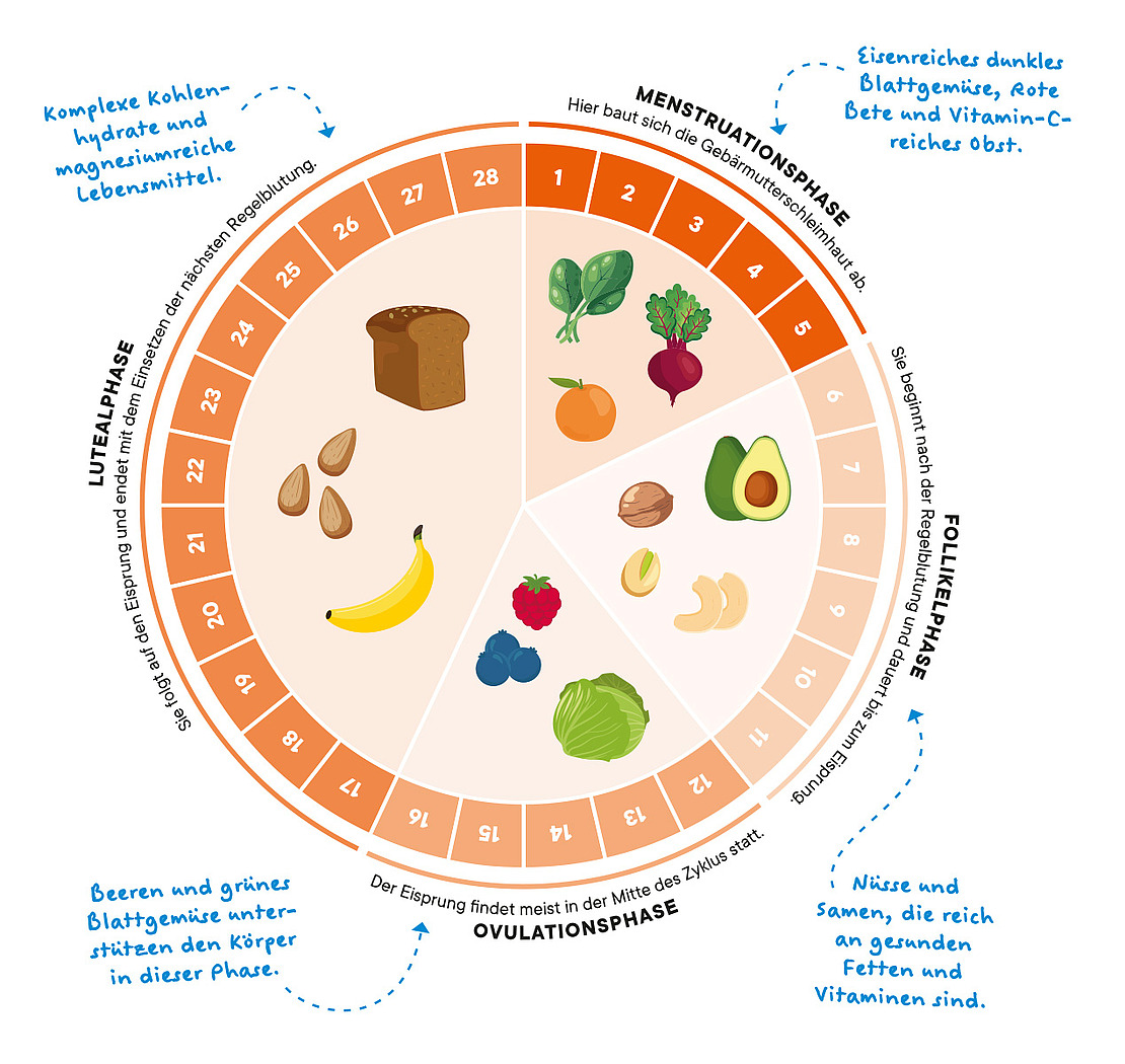 Darstellung der 4 Phasen des Zyklus und der Lebensmittel, die in den jeweiligen Phasen unterstützend wirken 