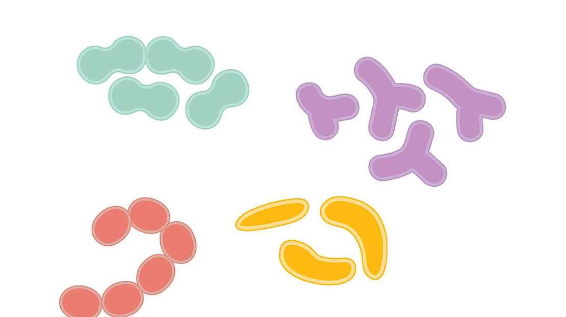 Illustration von vier Gruppen von Bakterienformen: grüne bohnenförmige Paare, violette Y-förmige Knäuel, rote kreisförmige Ketten und gelbe gebogene Stäbchenformen, wobei sich jede Gruppe in Farbe und Form auf einem weißen Hintergrund unterscheidet.