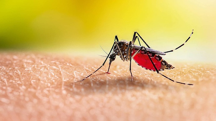 Stechende Mücke, die Dengue übertragen kann