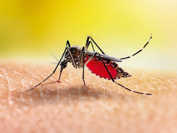 Stechmücke, die Dengue übertragen kann