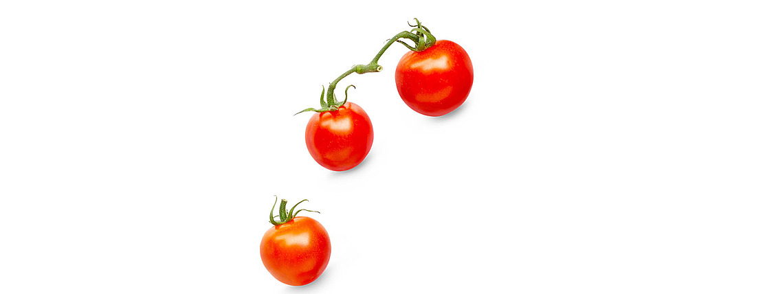 Drei reife rote Tomaten an einer grünen Rebe, isoliert auf weißem Hintergrund mit einem weichen Schatten darunter.