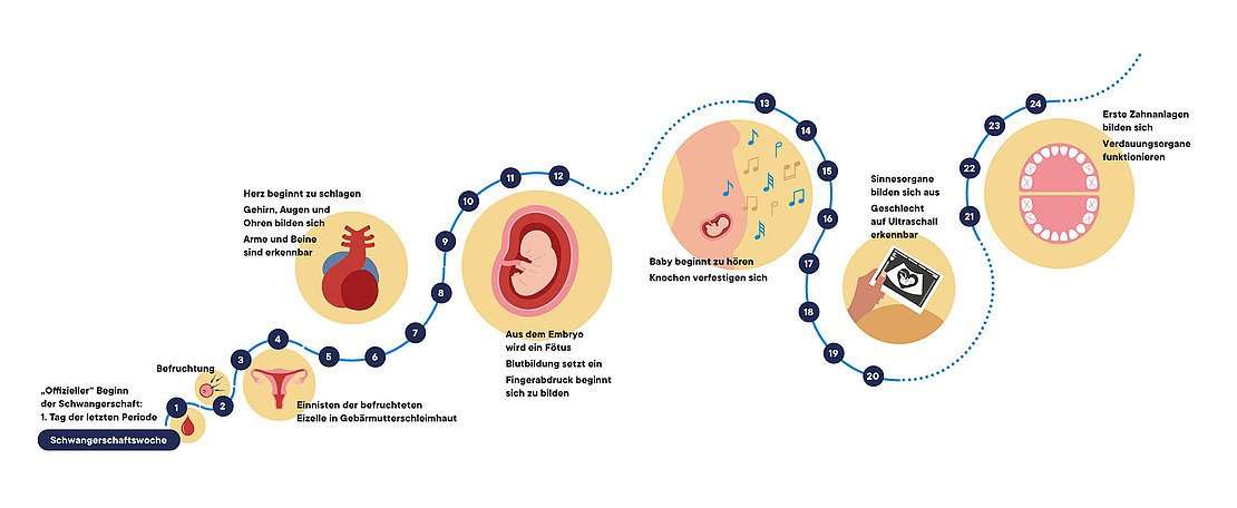 Illustrierte Zeitleiste der Entwicklungsstadien einer Schwangerschaft, Beginn der SChwangerschaft bis zur 24. Woche.