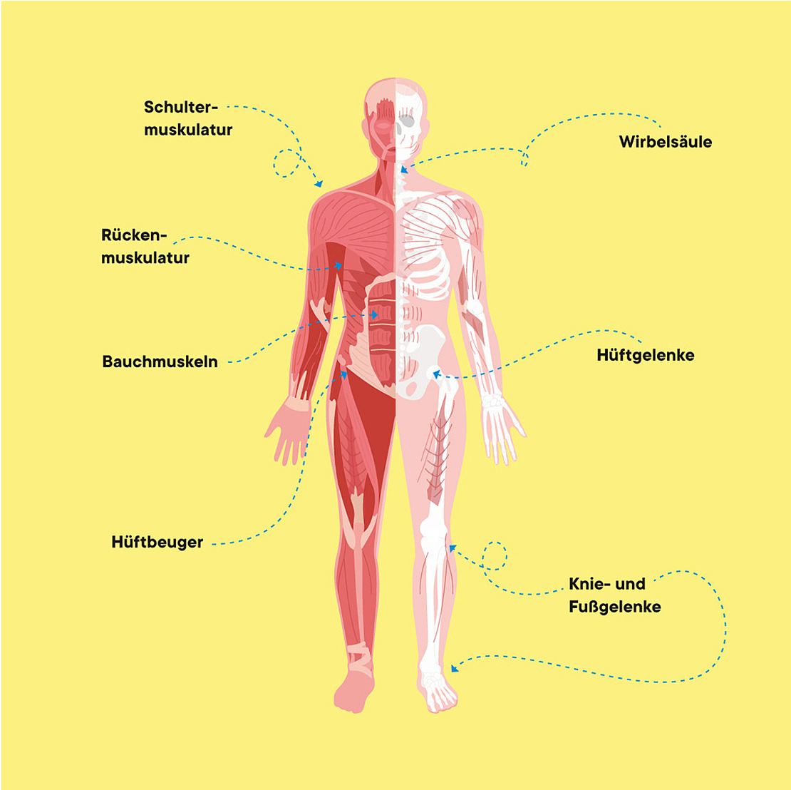 Diagramm eines menschlichen Körpers (Vorderansicht) mit dargestellten Muskeln und Knochen auf gelbem Hintergrund.