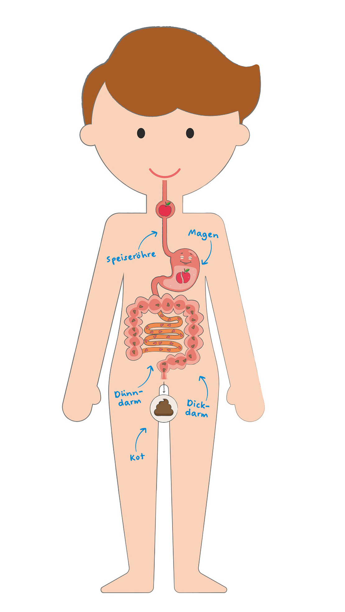 Eine Illustration eines Kindes mit dem Verdauungssystem in deutscher Sprache, die Speiseröhre, Magen, Dünndarm, Dickdarm und Kot zeigt.