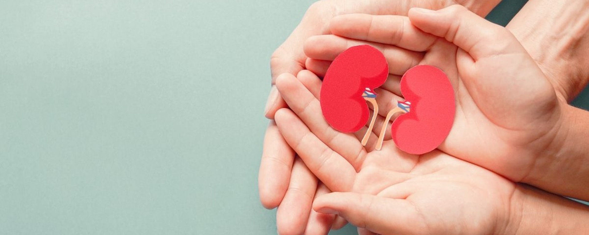 Mehrere Hände unterschiedlicher Größe sind sanft aneinandergelegt und halten zwei rote Papiernieren, die Gesundheit, Spende oder Unterstützung für Nieren symbolisieren. Der Hintergrund ist hellblau.