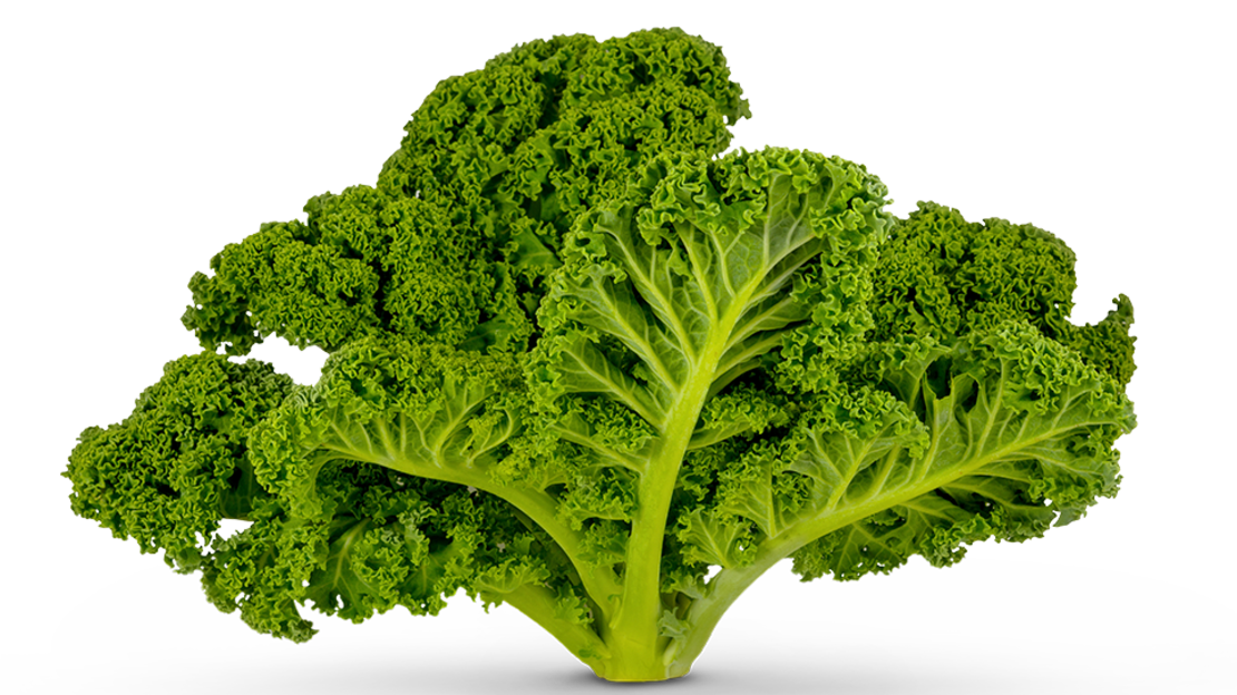 Ein einzelnes frisches, grünes Grünkohlblatt mit gekräuselten Rändern, isoliert auf einem weißen Hintergrund.