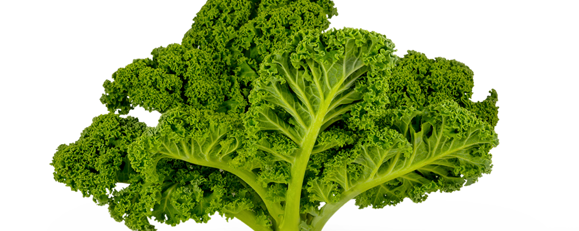 Ein großes Blatt Grühnkohl.