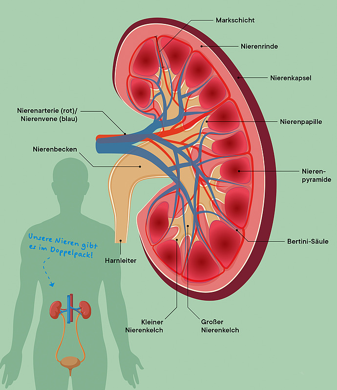 Die Infografik zeigt, wie unsere Nieren aufgebaut sind.