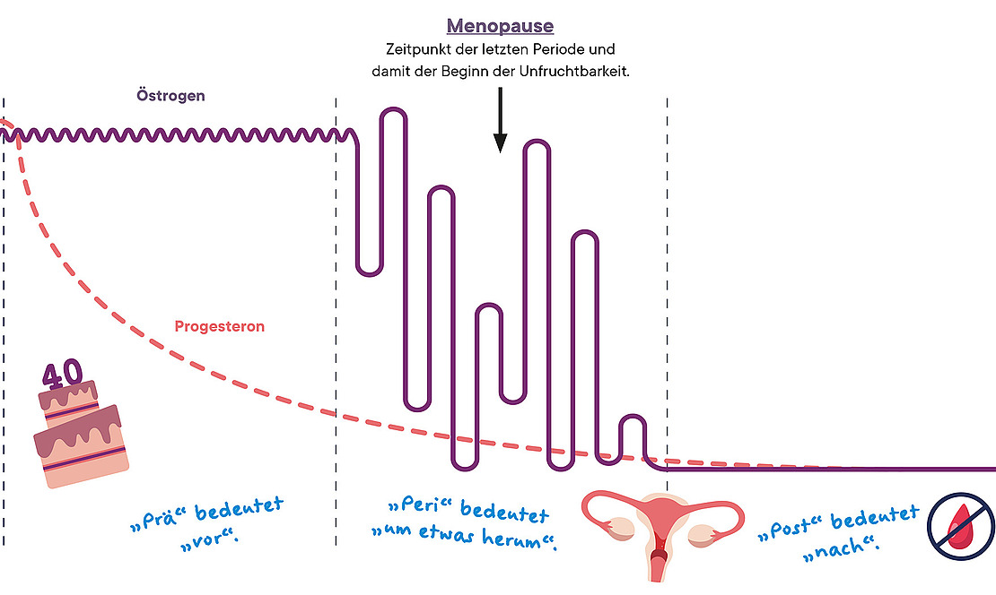 Eine Grafik, die den Hormonspiegel vor, während und nach der Menopause zeigt. Der Progesteronspiegel nimmt stark ab, während der Östrogenspiegel während der Menopause stark schwankt. In der Postmenopause wird kein Östrogen mehr produziert. 