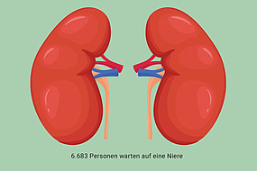 Illustration Nieren.