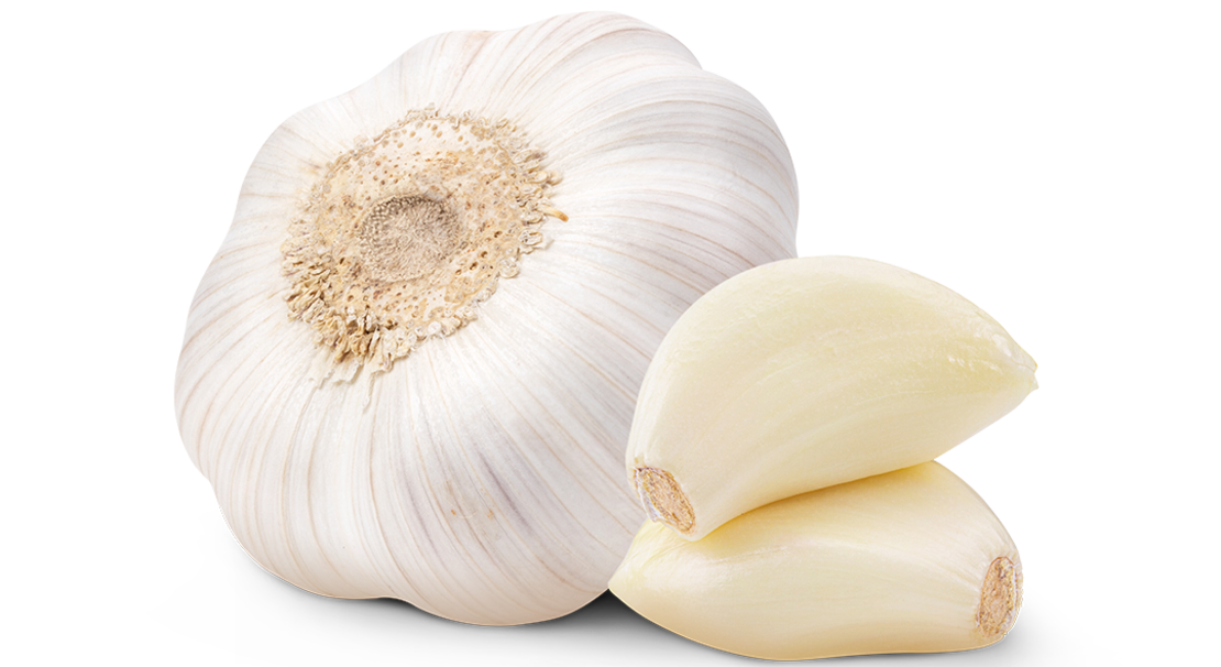 Eine ganze Knoblauchknolle mit papierartiger weißer Haut steht neben zwei geschälten Knoblauchzehen auf weißem Hintergrund.